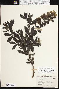 Baptisia bracteata image