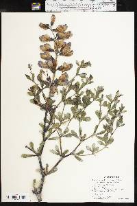 Baptisia australis image