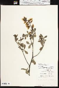 Baptisia alba image