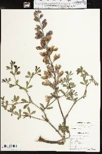 Baptisia australis image