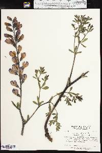 Baptisia australis image