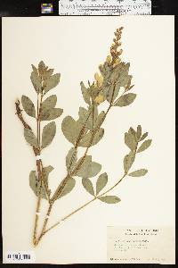 Baptisia sphaerocarpa image