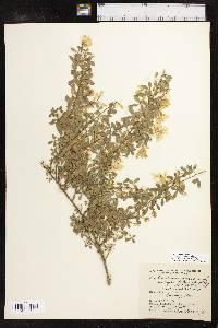 Genista canariensis image