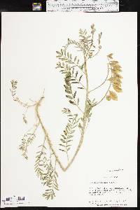 Astragalus allochrous image