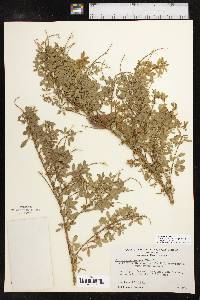 Genista canariensis image