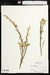 Cytisus scoparius image