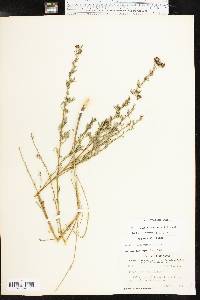 Dalea multiflora image