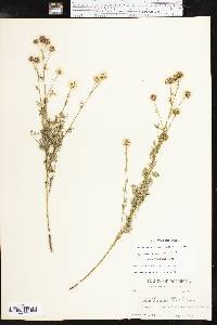 Dalea multiflora image