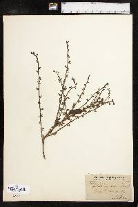 Cytisus scoparius image