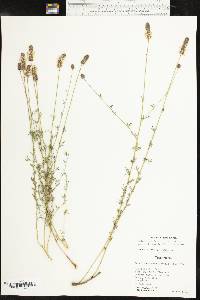Dalea candida var. oligophylla image