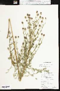 Dalea multiflora image