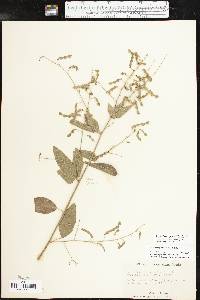 Desmodium perplexum image