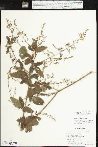 Desmodium perplexum image