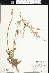 Desmodium sessilifolium image