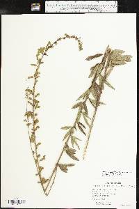 Desmodium sessilifolium image