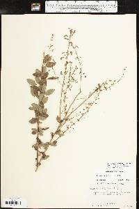 Desmodium ciliare image