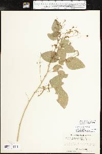 Desmodium perplexum image