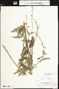 Desmodium sessilifolium image