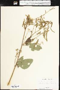 Desmodium cuspidatum image