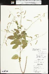 Desmodium glabellum image