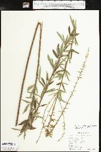 Desmodium sessilifolium image