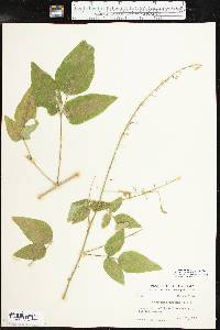 Desmodium canescens image