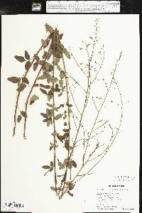 Desmodium marilandicum image