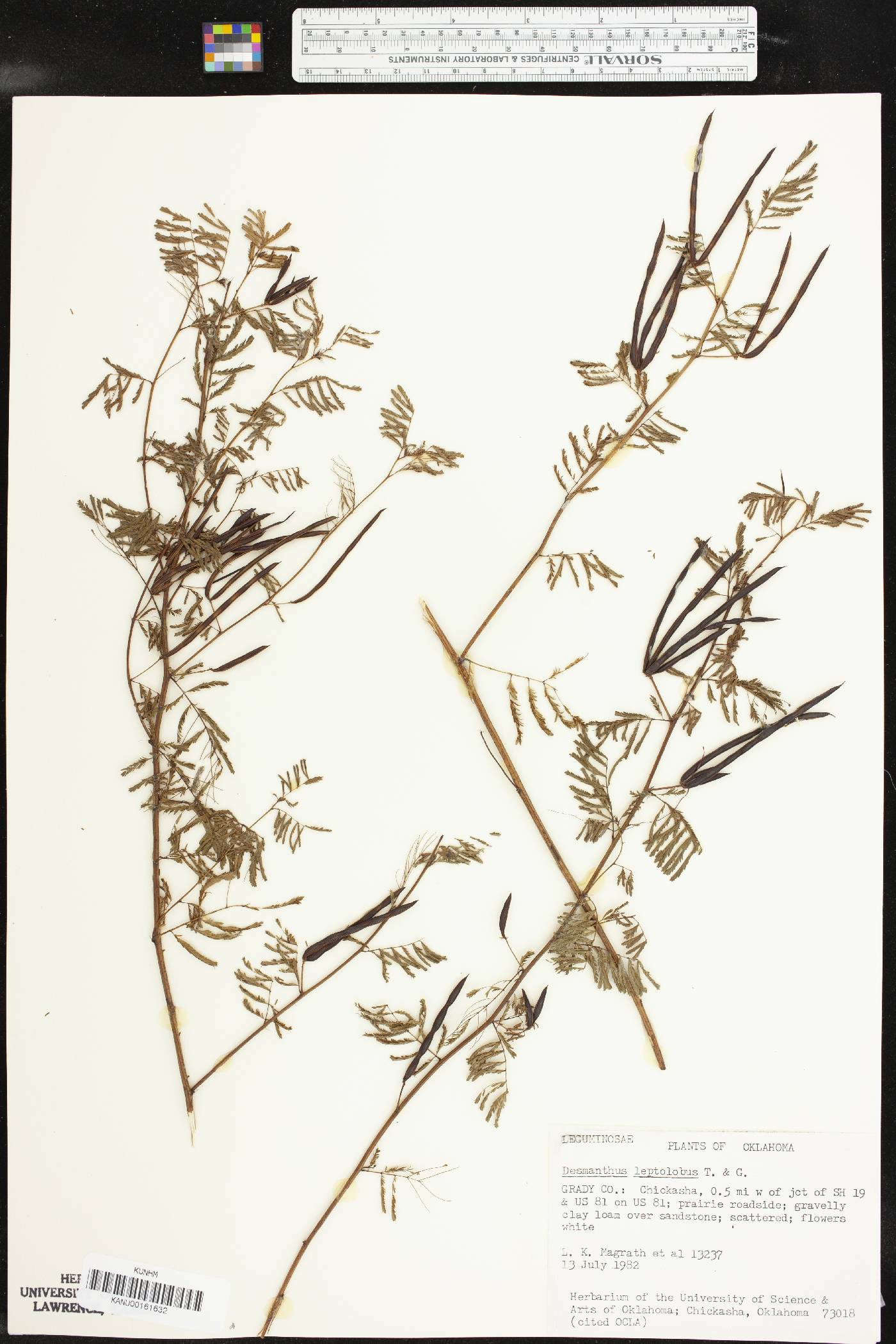 Desmanthus leptolobus image