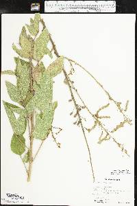 Desmodium illinoense image