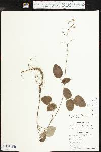 Desmodium laevigatum image