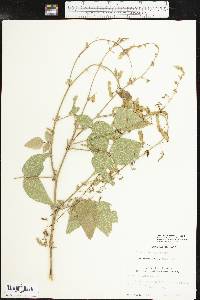 Desmodium canescens image