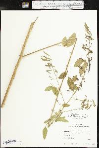 Desmodium tortuosum image