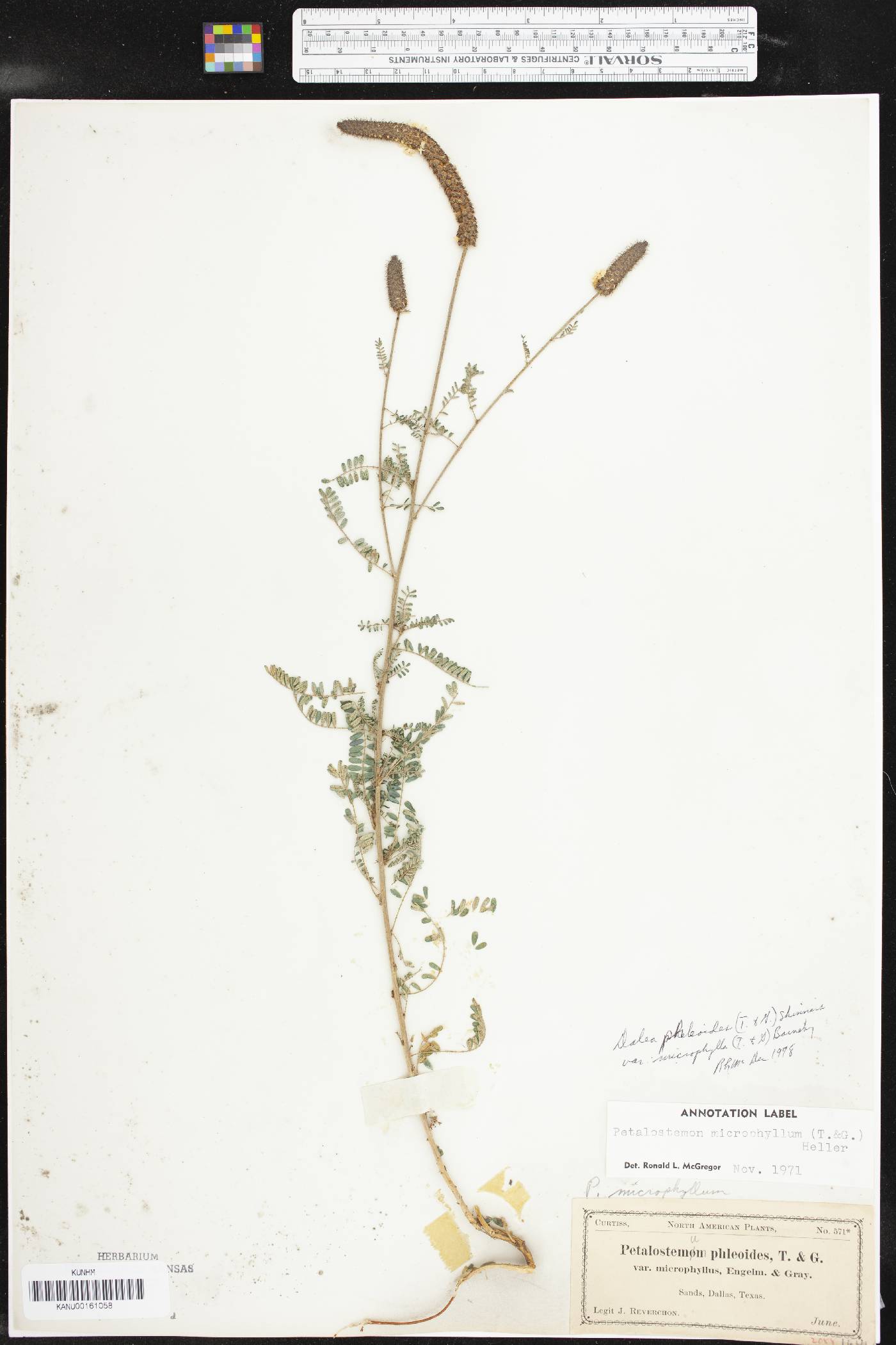 Dalea phleoides var. microphylla image