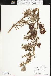 Desmanthus illinoensis image