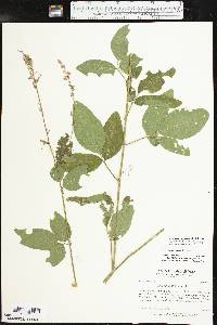 Desmodium perplexum image