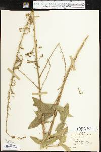 Desmodium illinoense image