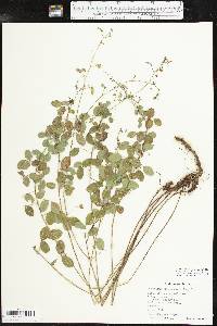 Desmodium marilandicum image