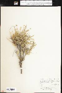 Eysenhardtia texana image