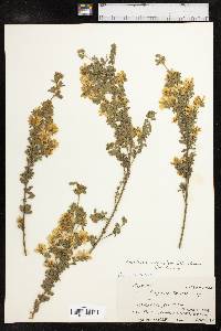 Genista monspessulana image