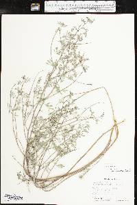Indigofera miniata image
