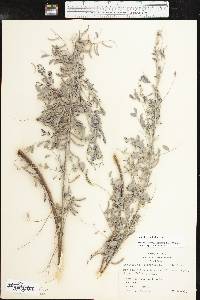 Indigofera lindheimeriana image