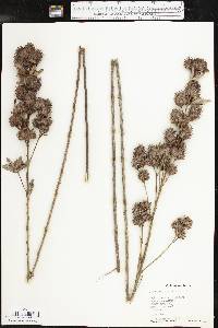 Lespedeza capitata image