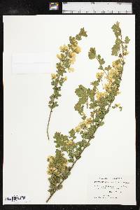 Genista monspessulana image