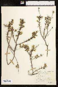 Genista anglica image