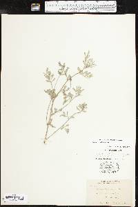 Indigofera miniata image