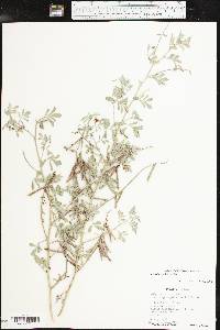 Indigofera miniata image
