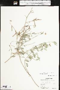 Indigofera miniata image