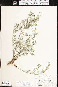 Indigofera miniata image