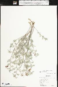 Indigofera miniata image