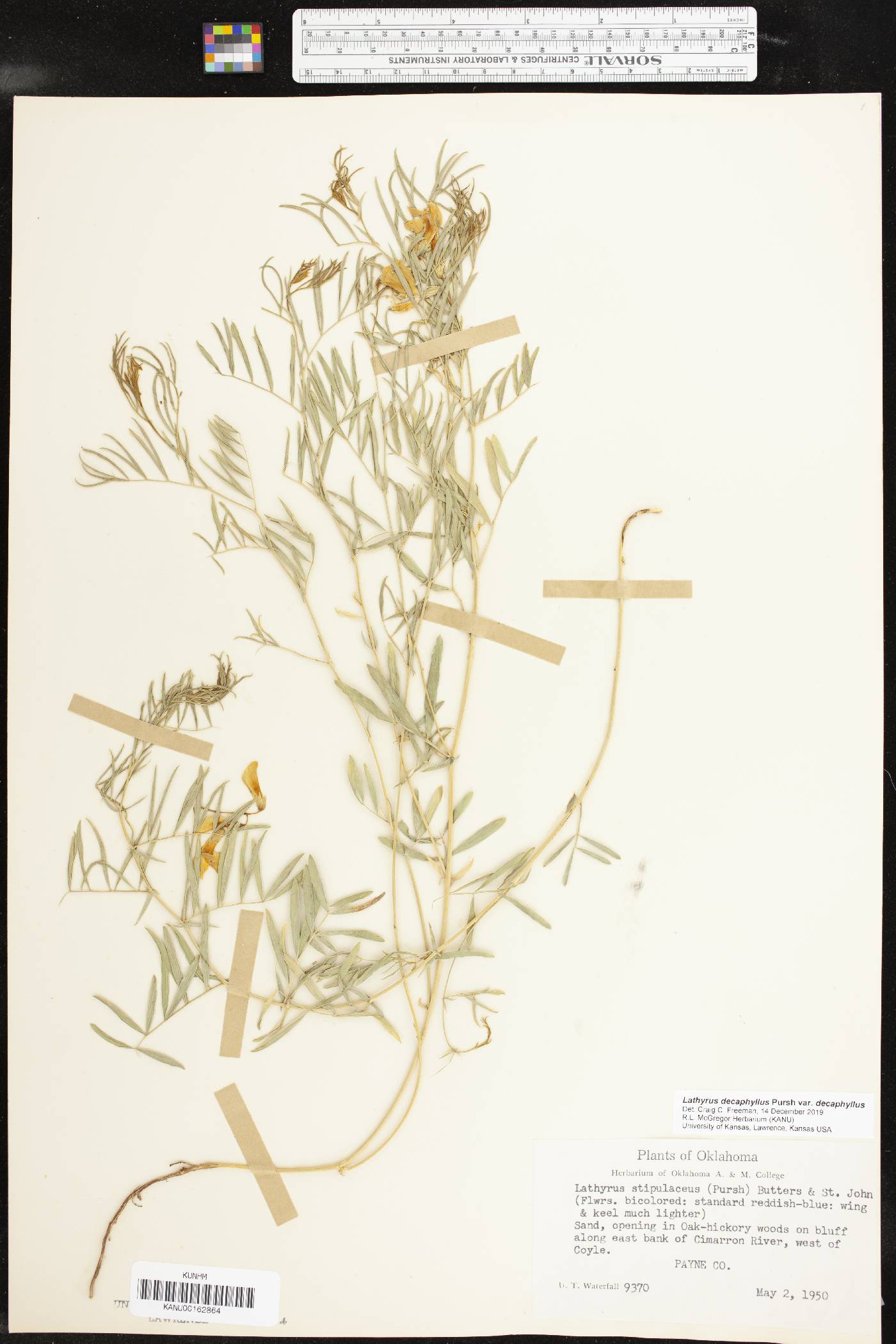 Lathyrus decaphyllus var. decaphyllus image